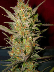 Sweet Haze marijuana seeds