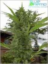 Calvin marijuana seeds
