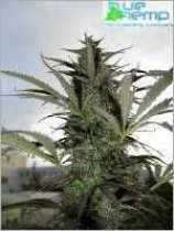 Chewing marijuana seeds