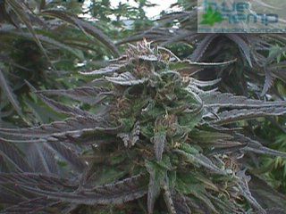 Chilla marijuana seeds