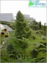 Chronicle marijuana seeds