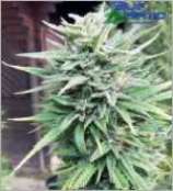E-Rocket marijuana seeds