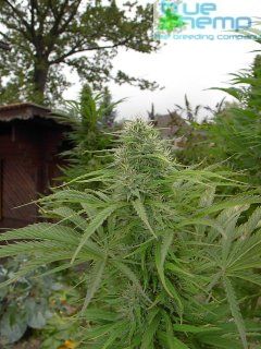 haze marijuana seeds