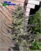 Hinoon marijuana seeds