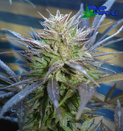 LeGrape marijuana seeds