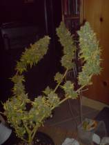 lebanese marijuana seeds