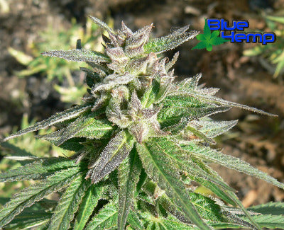 Maroc Inspiration seeds