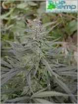 Graines de marijuana pakistanaises
