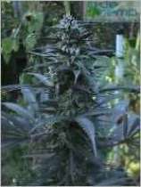 graines de marijuana silverdream