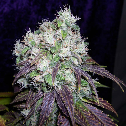 Neon Super Skunk seeds