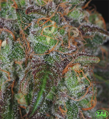 Spacetooth marijuana seeds