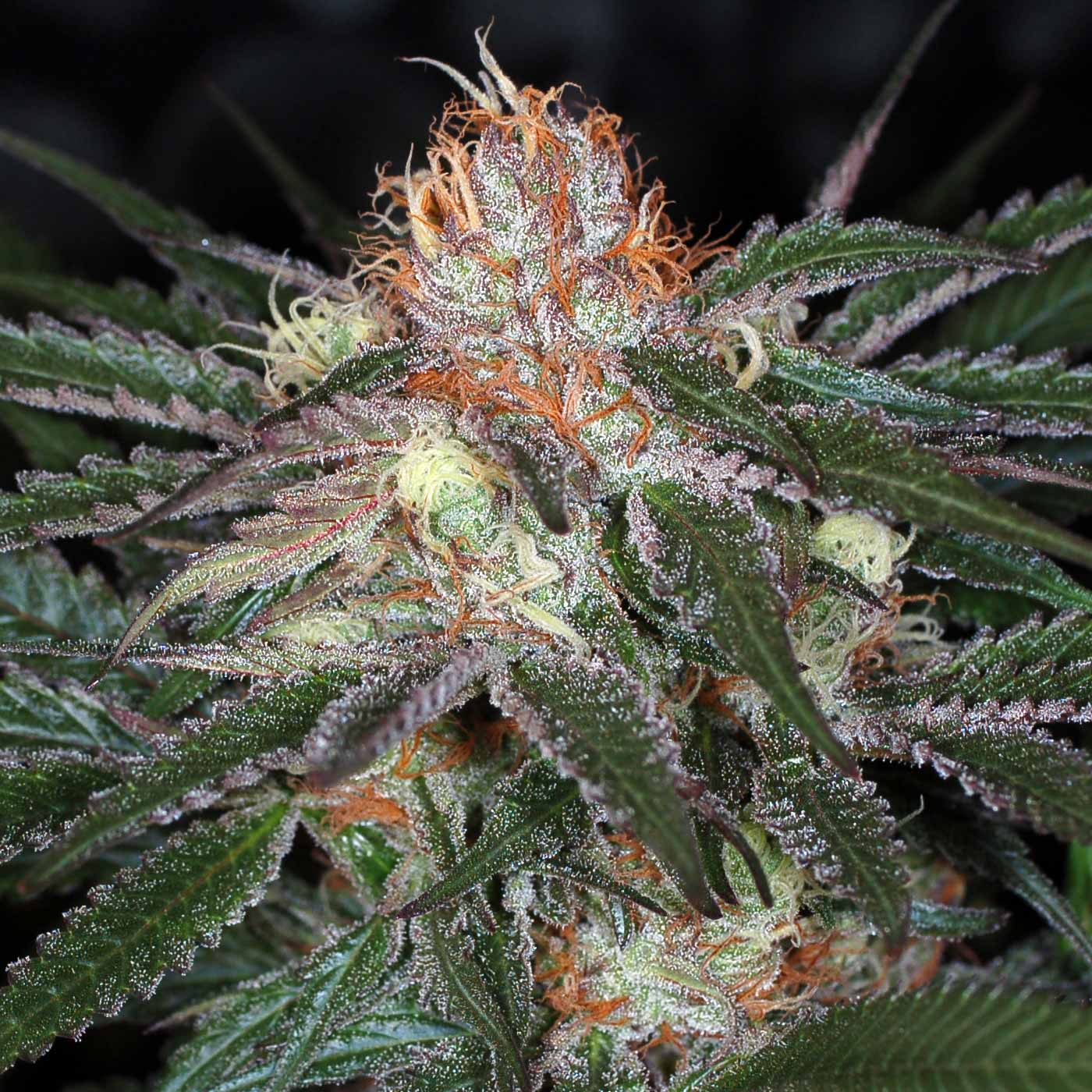 the void marijuana seeds
