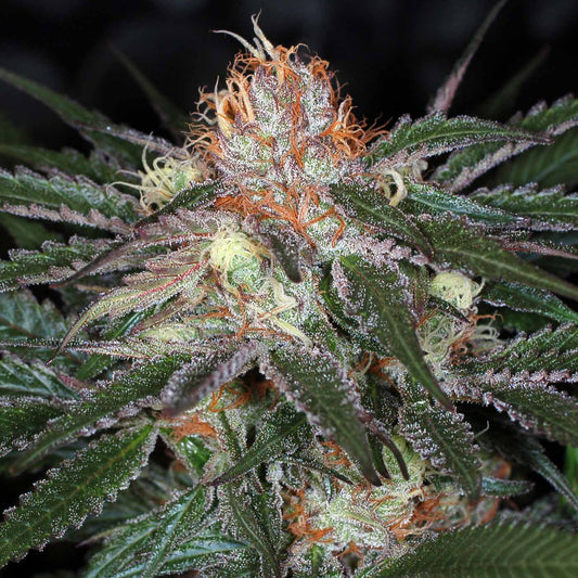 the void marijuana seeds