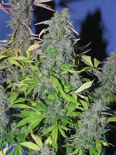 THC