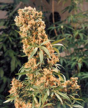 The PURE marijuana seeds