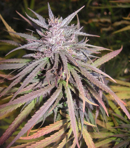 TNR marijuana seeds