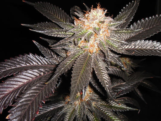 Tangerine Kush seeds