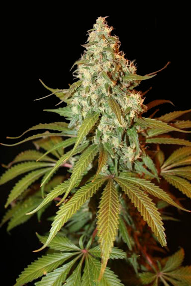 The Black marijuana seeds