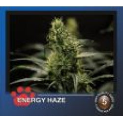 Bulldog Energy Haze Feminised Seeds