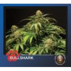 Bulldog Bullshark Feminised Cannabis Seeds