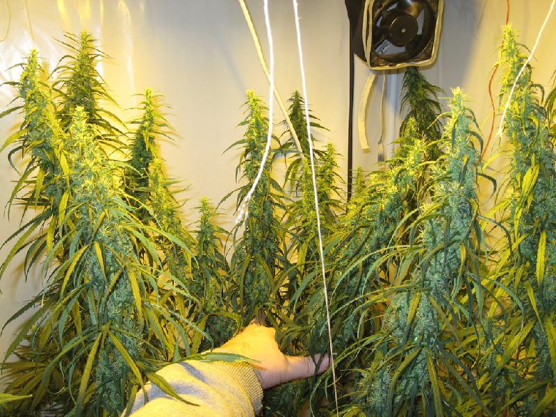 Manala marijuana seeds