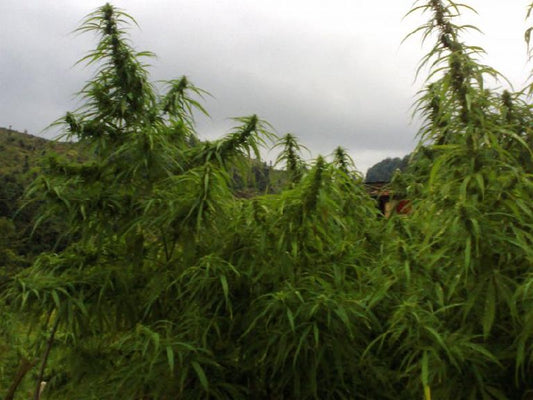 Pahari Farmhouse seeds