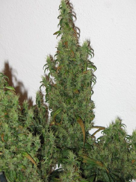 Parvati seeds