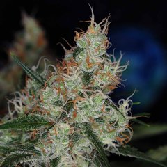 3D Third Dimension 15 seeds