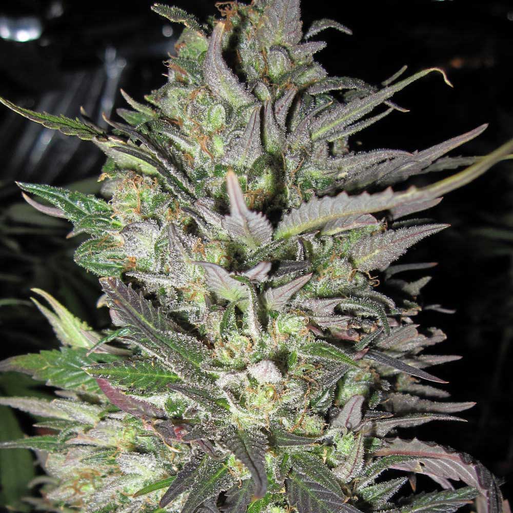 Graine de cannabis Columbian Haze