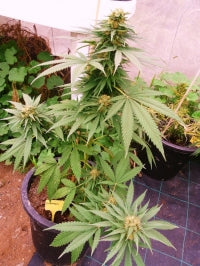 Chiskei marijuana seeds