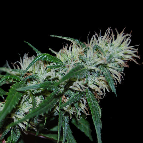 cognition marijuana seeds