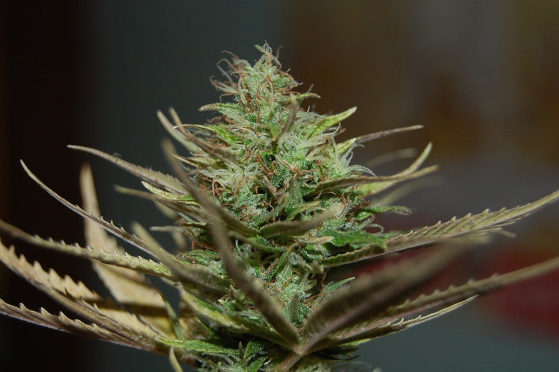 Panacea pack marijuana seeds