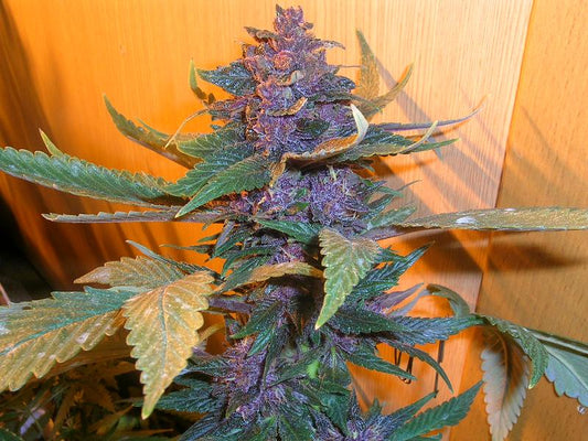 purple pakistan chitral marijuana seeds
