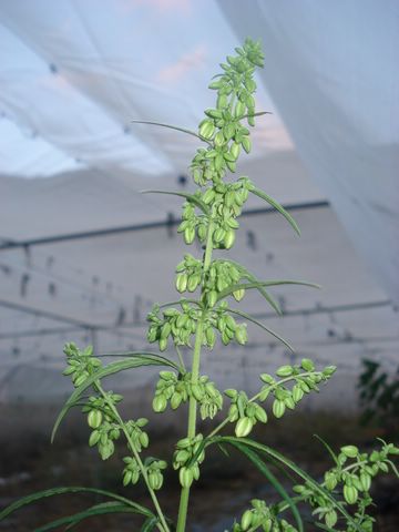 zambia marijuana seeds