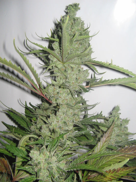 UK Cheese marijuana seeds