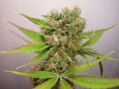 MK UltraWreck single seeds