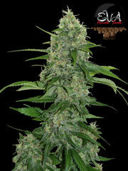 Vertigo Automatic marijuana single seed