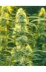 Venus marijuana single seed fem