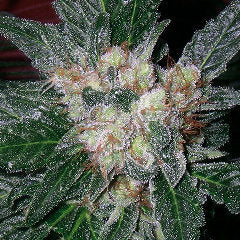 Violator Kush marijuana feminized single seeds