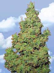 Voyager marijuana single seeds feminized