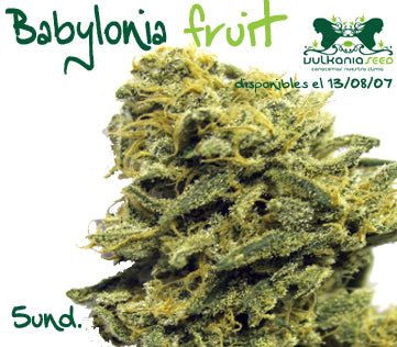 Babylonia Fruit seeds