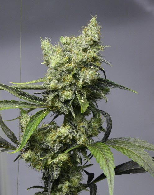 Fayaka marijuana seeds