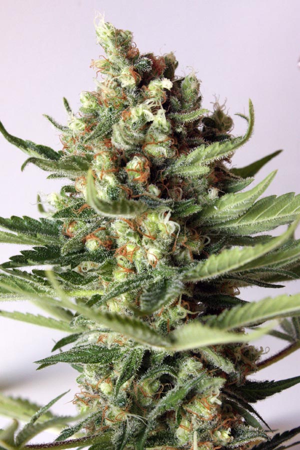 HP 2.0 marijuana seeds