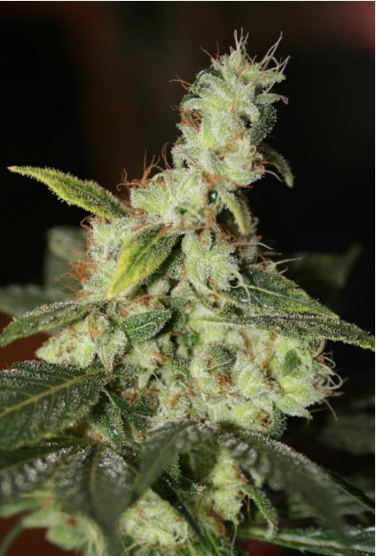 White Diesel marijuana seeds