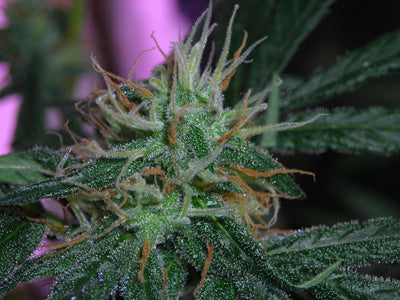 White Light marijuana seeds