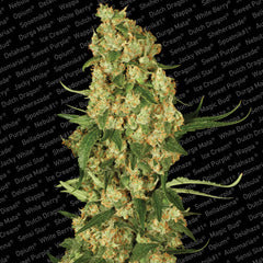 Wappa feminized single seeds