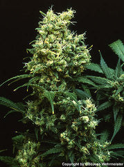 Warlock marijuana single seed