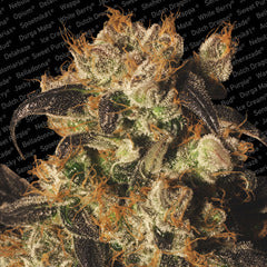 White Berry marijuana single feminized seed