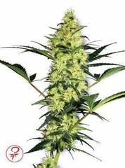 White Diesel marijuana single seeds feminized