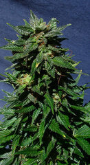 White Domina auto marijuana single seed feminized